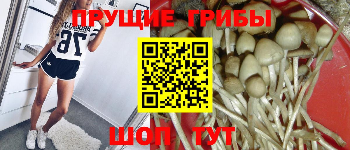 Галлюциногенные грибы Psilocybe  Вход с VPN  Кохма  Галлюциногенные грибы GOLDEN TEACHER 